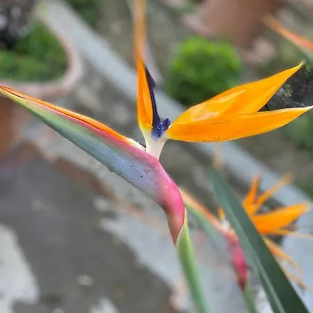 Casaale Prázdninový dům Anacapri (Isola di Capri)