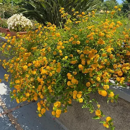 Casaale * Anacapri (Isola di Capri)